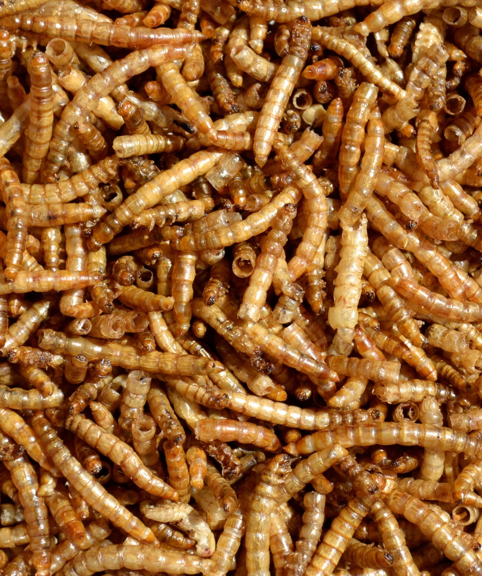 Supa Dried Mealworms 500ml - Image 3