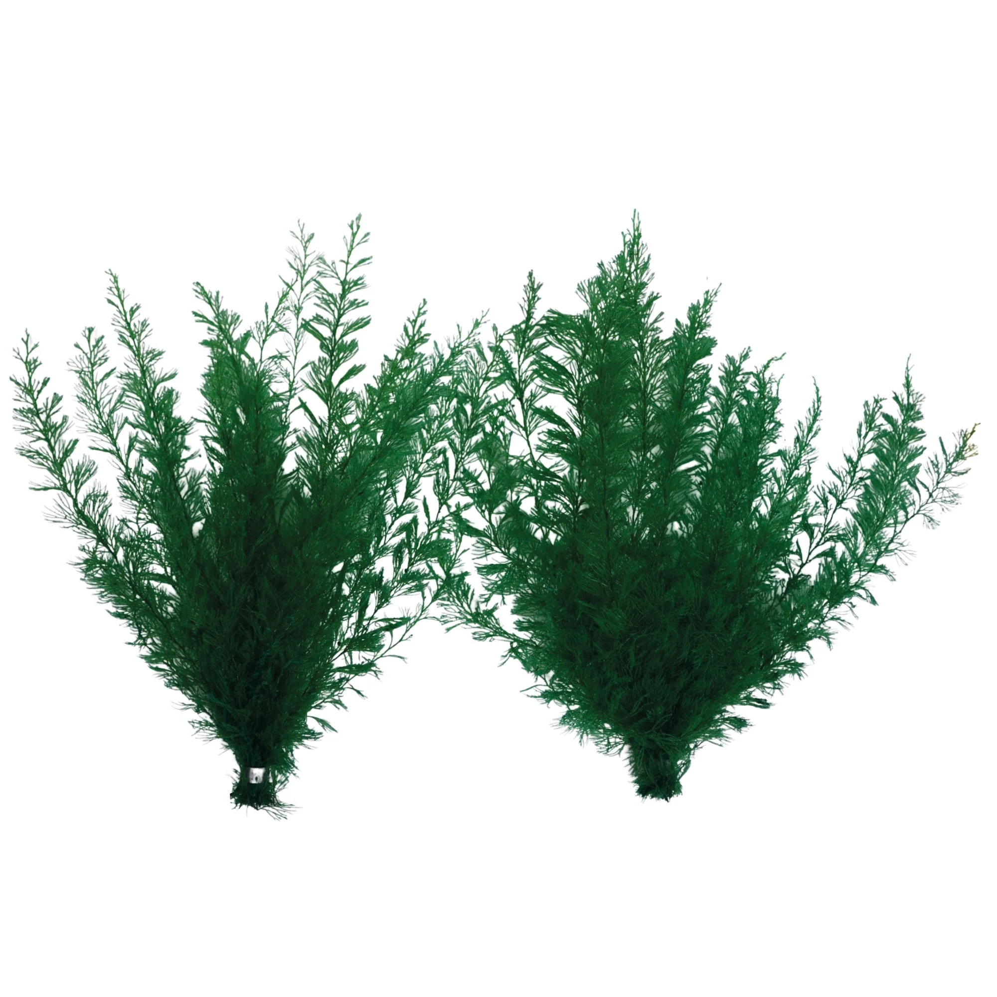 Supa Ferns Single Mxd Colours Standard - Image 2