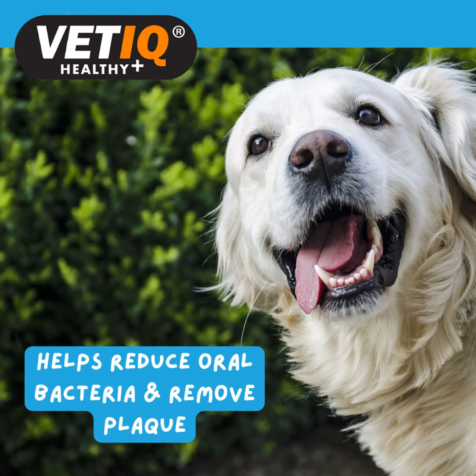VetIQ Denti-Care Kit 70g - Image 3