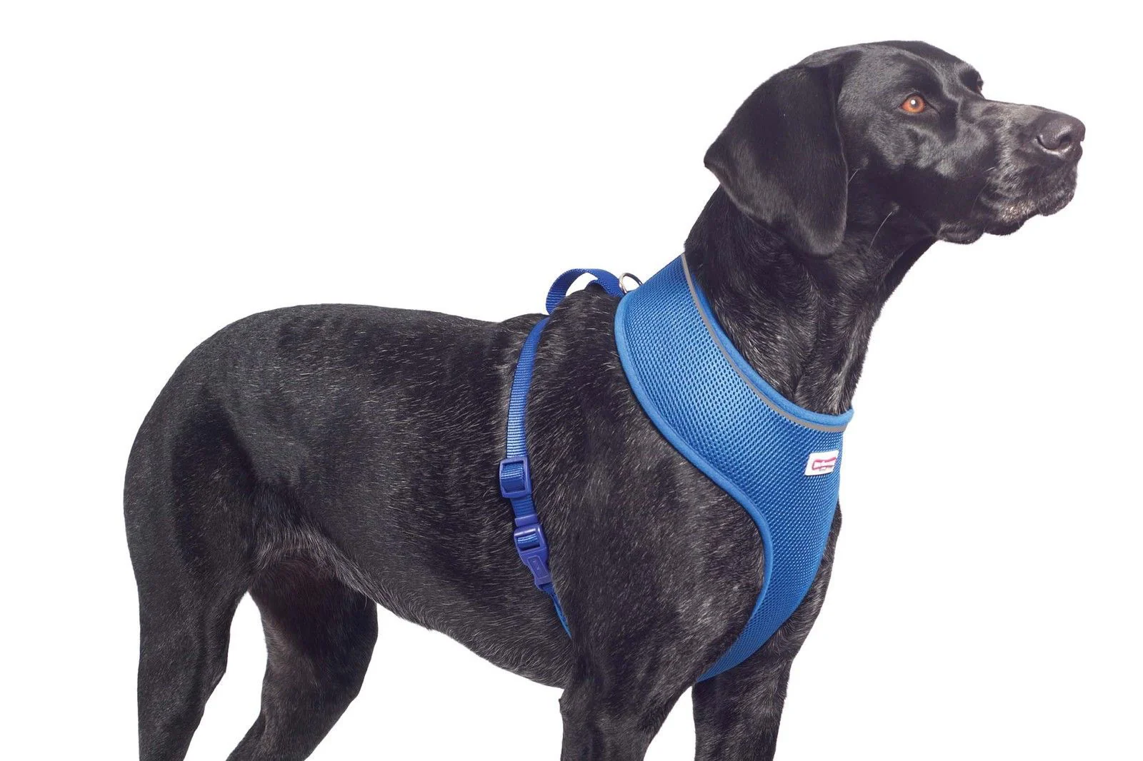 Viva Nylon Comfort Mesh Harness Blue Medium 44-57cm